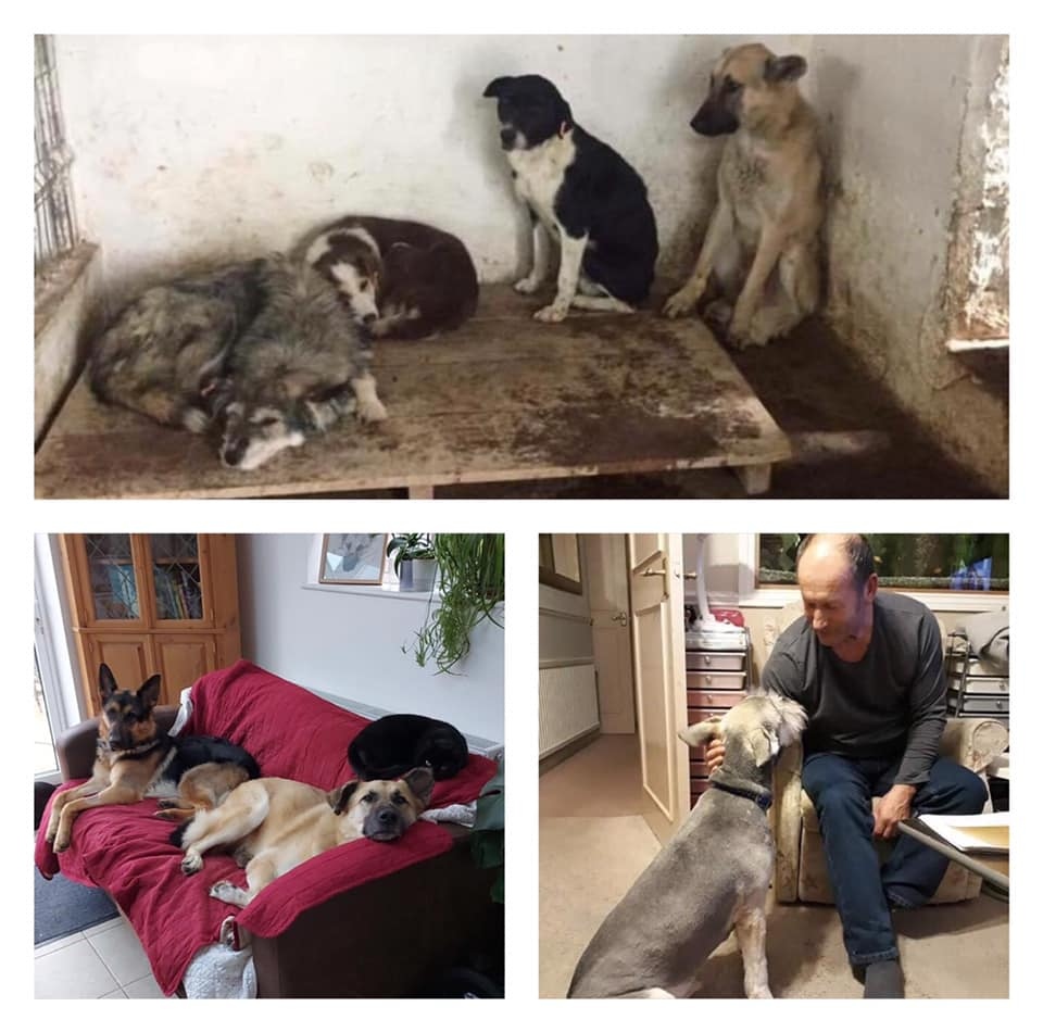 Meet Harry and Dave! They were saved from the the Vaslui kill shelter in 2016. Look at them now, both so happy in their forever homes! ❤️ ⁠
Sunny, the boy next to Dave, will be arriving this month. He’s waited over 4 years 😢⁠
#dogswalkthisway #adoptdontshop #rommierescue