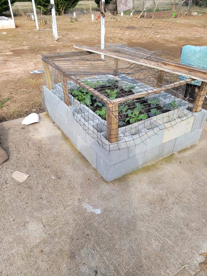 MarufLasisi's tweet photo. Grow vegetables and legumes easily at home. 👇#Atread
*Top soil
*Manure
*Blocks
*Wooden and iron mesh to protect it against rodents and domestic animals
#gardening
#OFN
#Horticulture
#gardens
#landscaper
#trees
#flowers https://t.co/rYzB7cbYxG