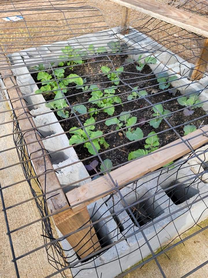 MarufLasisi's tweet photo. Grow vegetables and legumes easily at home. 👇#Atread
*Top soil
*Manure
*Blocks
*Wooden and iron mesh to protect it against rodents and domestic animals
#gardening
#OFN
#Horticulture
#gardens
#landscaper
#trees
#flowers https://t.co/rYzB7cbYxG