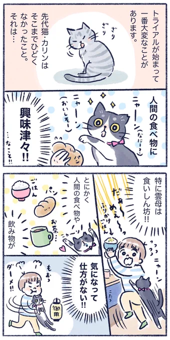 雲母について描きました?食いしん坊バンザイ!#コミックエッセイ #エッセイ漫画#保護猫カフェ #くもやの猫まんが 