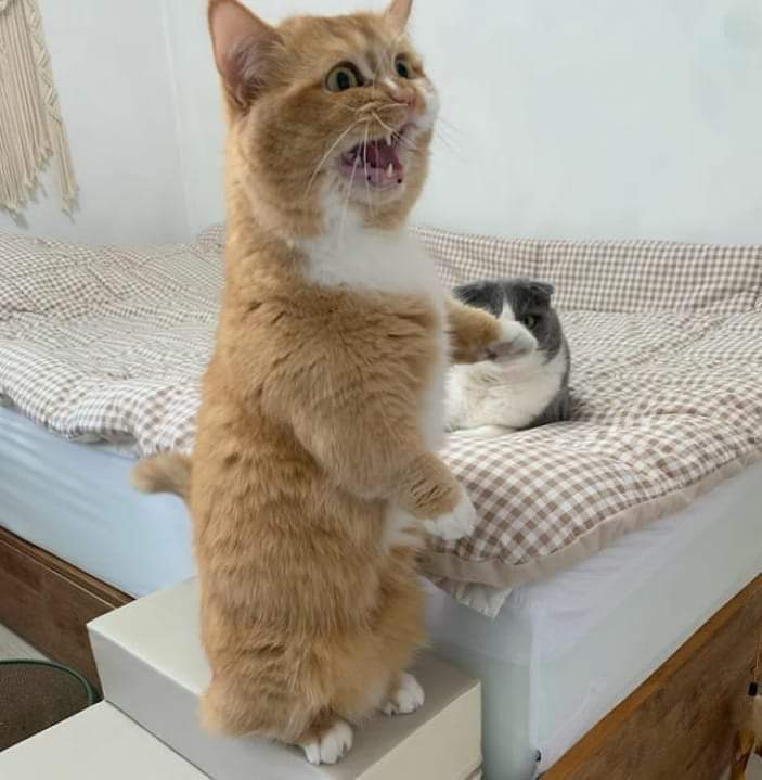 "Makk, tengok abang ni kacau tempat tidur adik!"