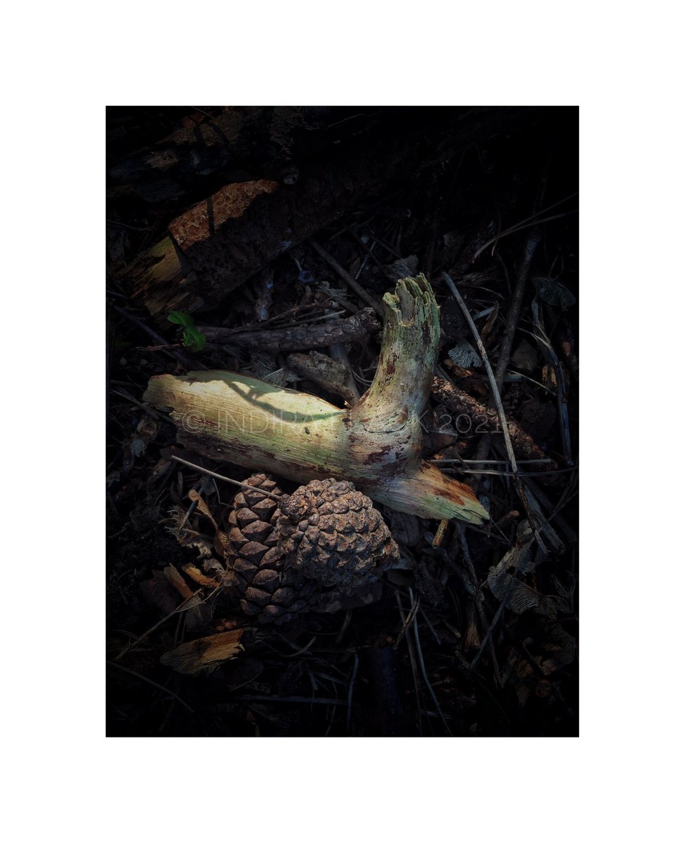 indiraflack's tweet photo. Light &amp; Dark
.
.
#dailyexercise #nature #wood #fircone #woodland #walking #photography #savetheartsuk https://t.co/86PtpE9GSa