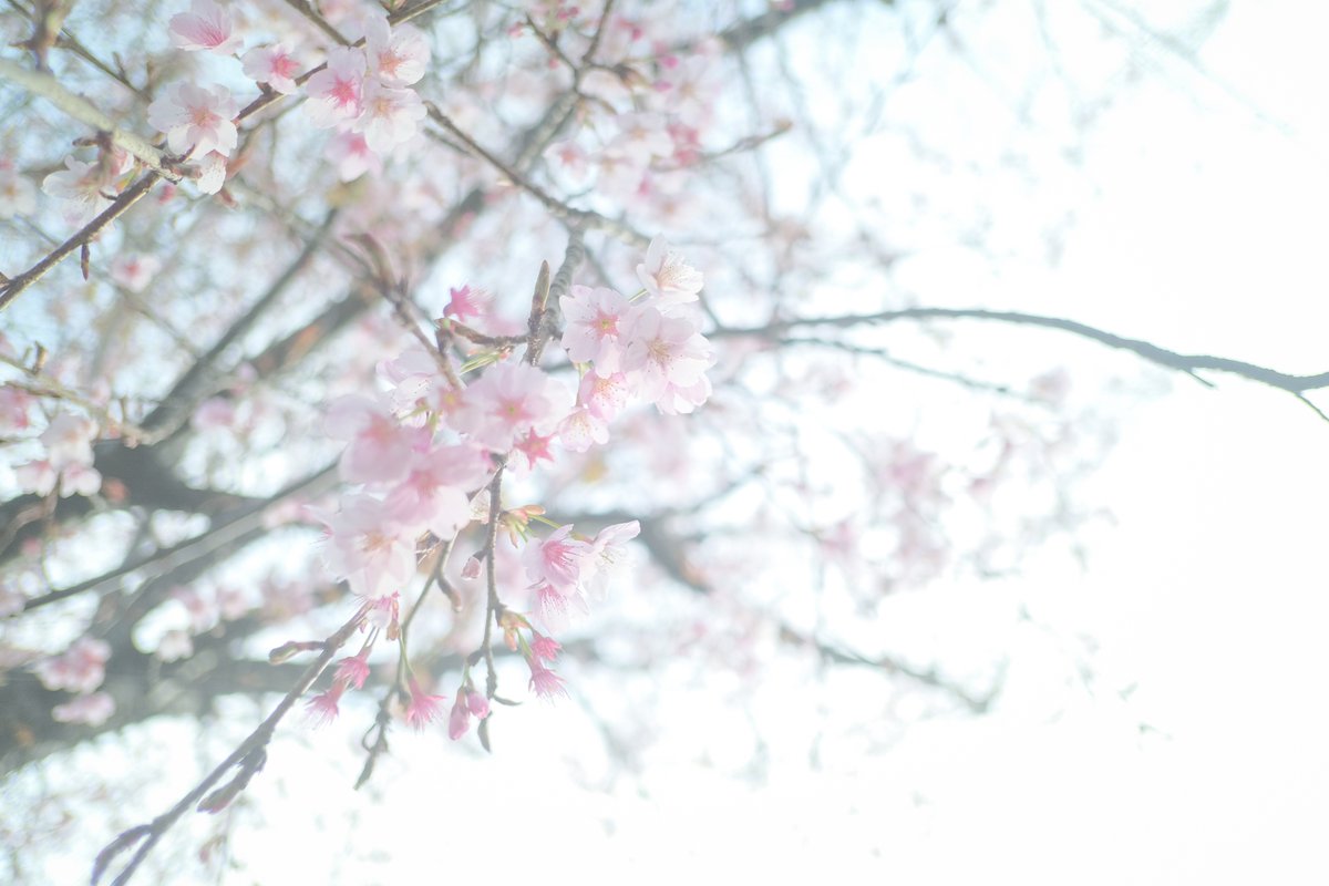 「早咲きの桜?もう散りかけてた 」|amaのイラスト