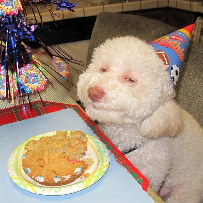 BUDRISING's tweet photo. STONER DOG. #STONERDOG #STONER #DOG #STONEDDOG #HIGHDOG #BLAZEDDOG #KEYEDDOG #BLITZEDDOG #ZOINKEDDOG #FADEDDOG #SMOKEDDOG #LITDOG #BAKEDDOG #BLUNTEDDOG #CANEDDOG #LIFTEDDOG https://t.co/XiVyQ9Gkot