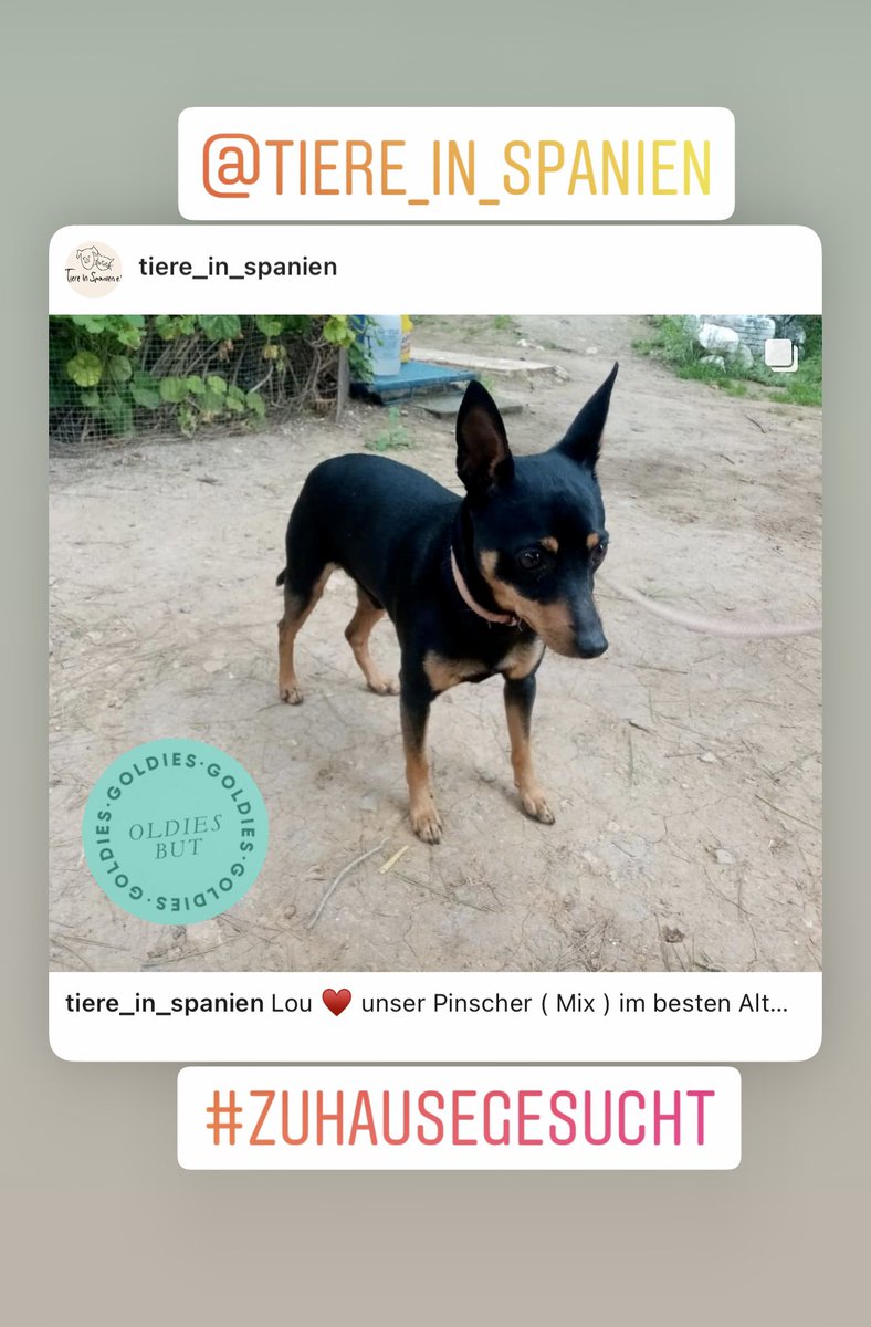 tiere-in-spanien.de/lou/ 
#adoptdontshop #zuhausegesucht #tierschutz #tierschutzhund #tierschutzhunde #spanien🇪🇸 #tiereinspanienev #hundeliebe #hundeblick #dog #tierheimhund #hundehilfe #hund #Adoption #beste #SweetHome #fürimmerzuhause #adoptme #DogLover #dogsoftwitter #love ❤️♥️