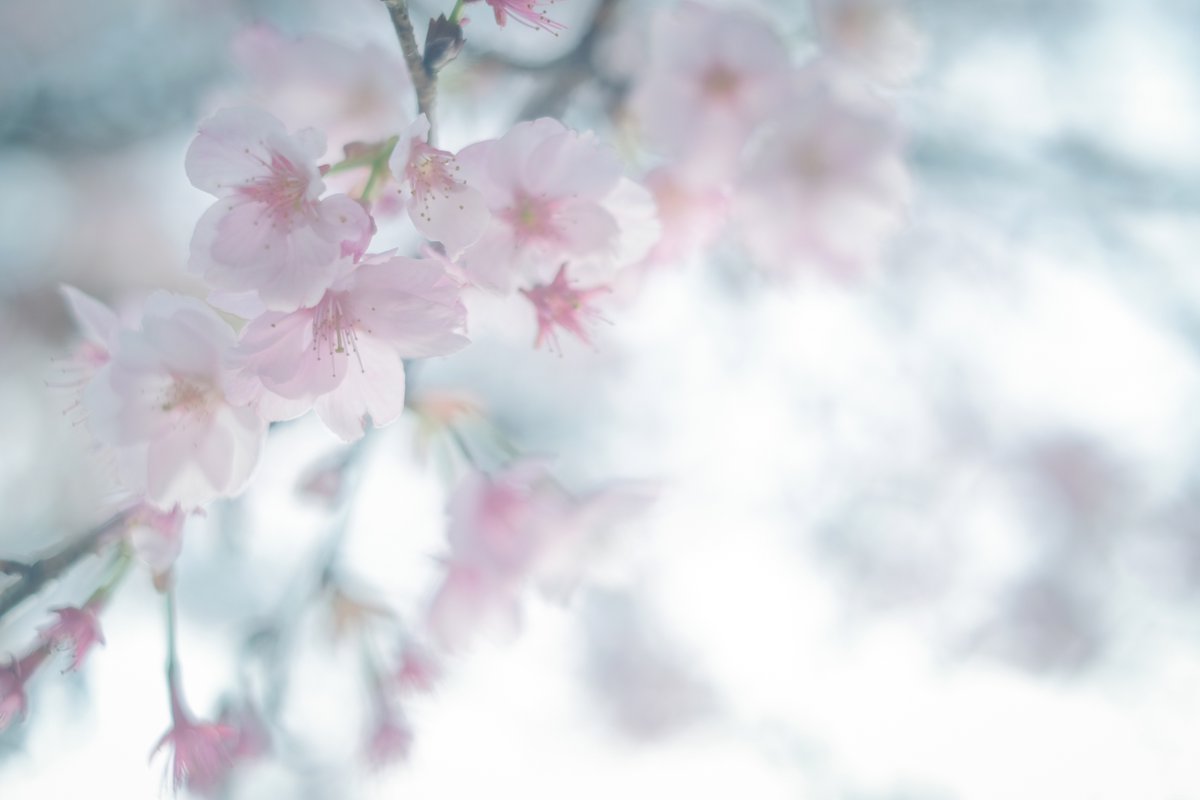 「早咲きの桜?もう散りかけてた 」|amaのイラスト