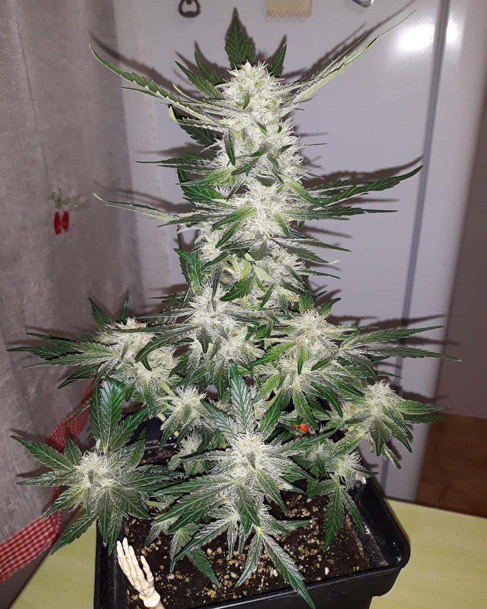 spliffseeds's tweet photo. Another 3 or so weeks to this Frosty Frosty ❄️ JackF1
Will start flushing in a week 🚿
📸:@guerilla_sunrise_bloodshoteyes
🌷:#jackf1
👩🌾:#spliffseeds
🌐:https://t.co/17YybRBcms https://t.co/OoVjZsSKFd