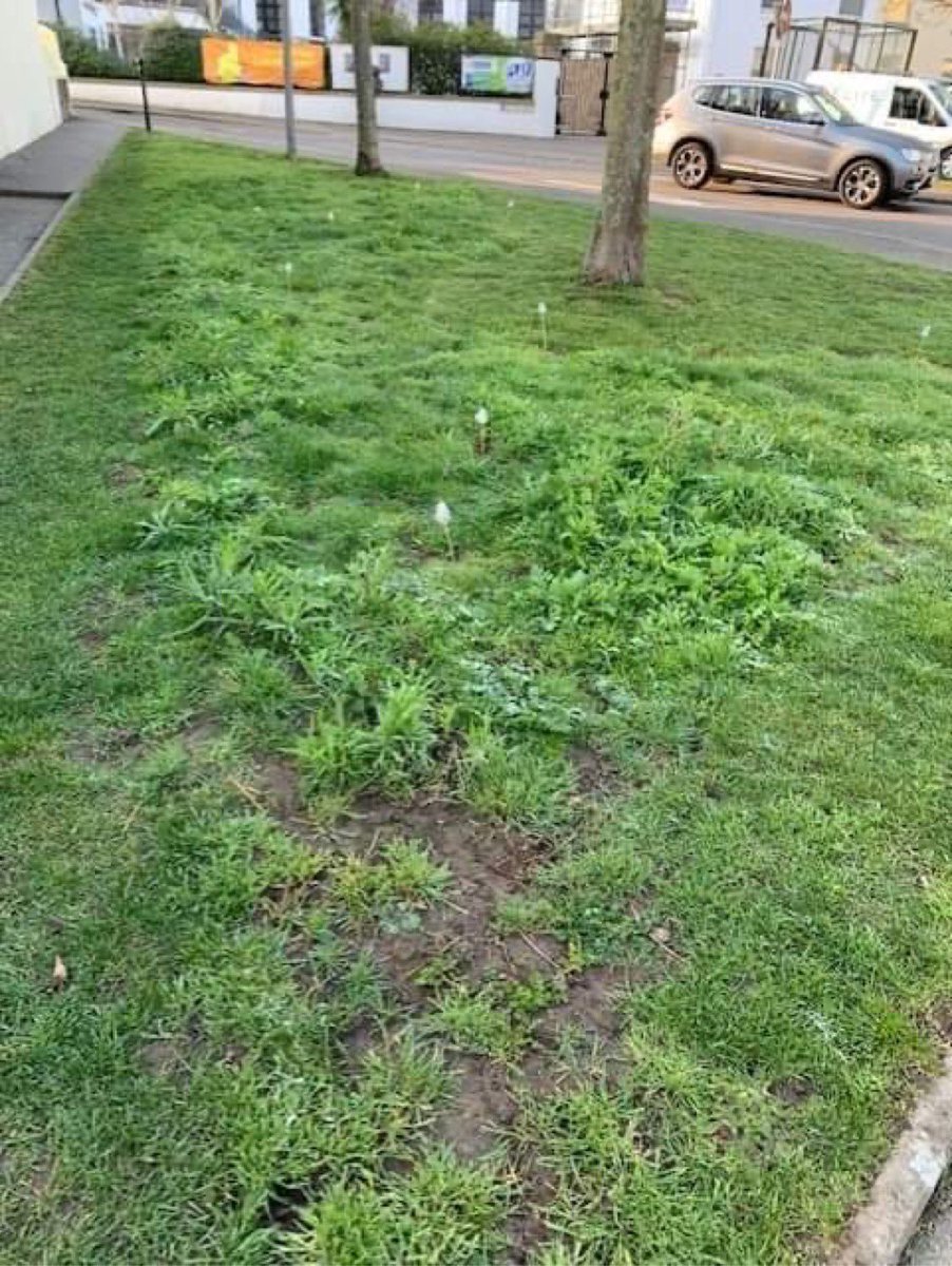 Spring is coming &amp; our sponsored pollinator patches at First Tower urban garden are happy; have a look next time you drive by! @ecoactivejersey