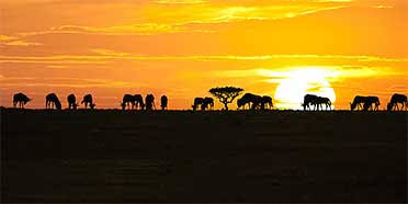 SmartAtuadi's tweet photo. Serengeti National Park in Tanzania has been named as the Best National Park in the World by Trip Advisor https://t.co/t90Ggv8Gl4