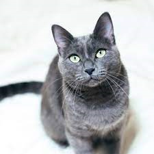 d_itise's tweet photo. Hola. Esta es una imagen de mi gata https://t.co/GYzKb2p0vN