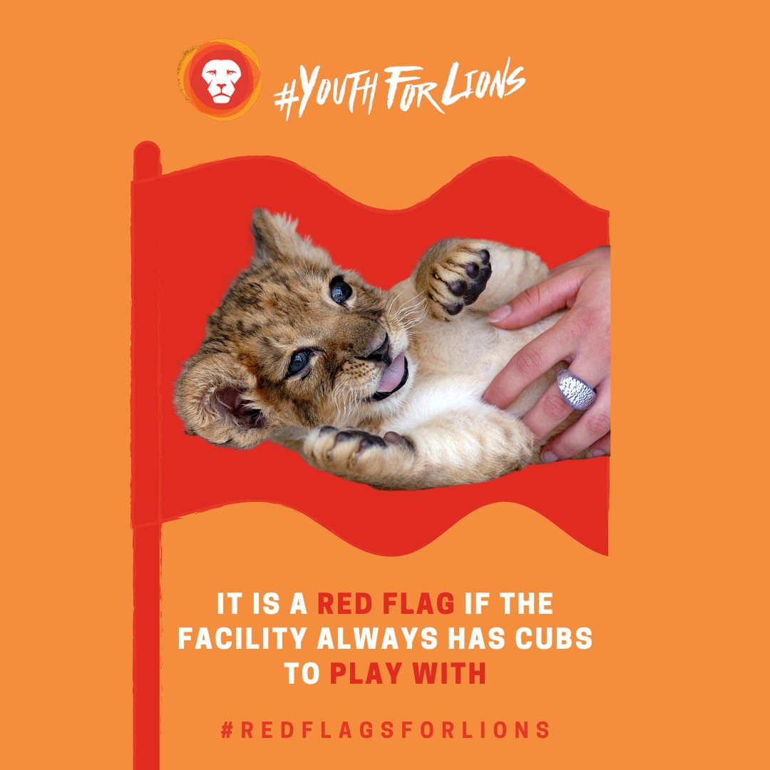 YouthForLions's tweet photo. We are into week two of our #REDFLAGSFORLIONS Campaign and this week we will be breaking down why...
...🚩 It is a red flag if the facility always has cubs to play with.
Join us tomorrow to find out.
https://t.co/1B9vtG5ffN https://t.co/RmC2P2P83S