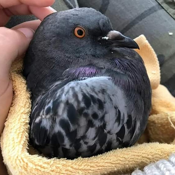 Stadttaubenpro1's tweet photo. Wusstest Du, dass Tauben keine "gefährlichen Krankheitsüberträger" sind?
Die meisten Erreger sind rein vogelspezifisch. Eine Gefährdung ist nicht größer als die durch andere Haustiere wie Hunde oder Katzen.
#donotletthemfall #Stadttauben #Respectfully #RespektTaube https://t.co/268uqegPeZ