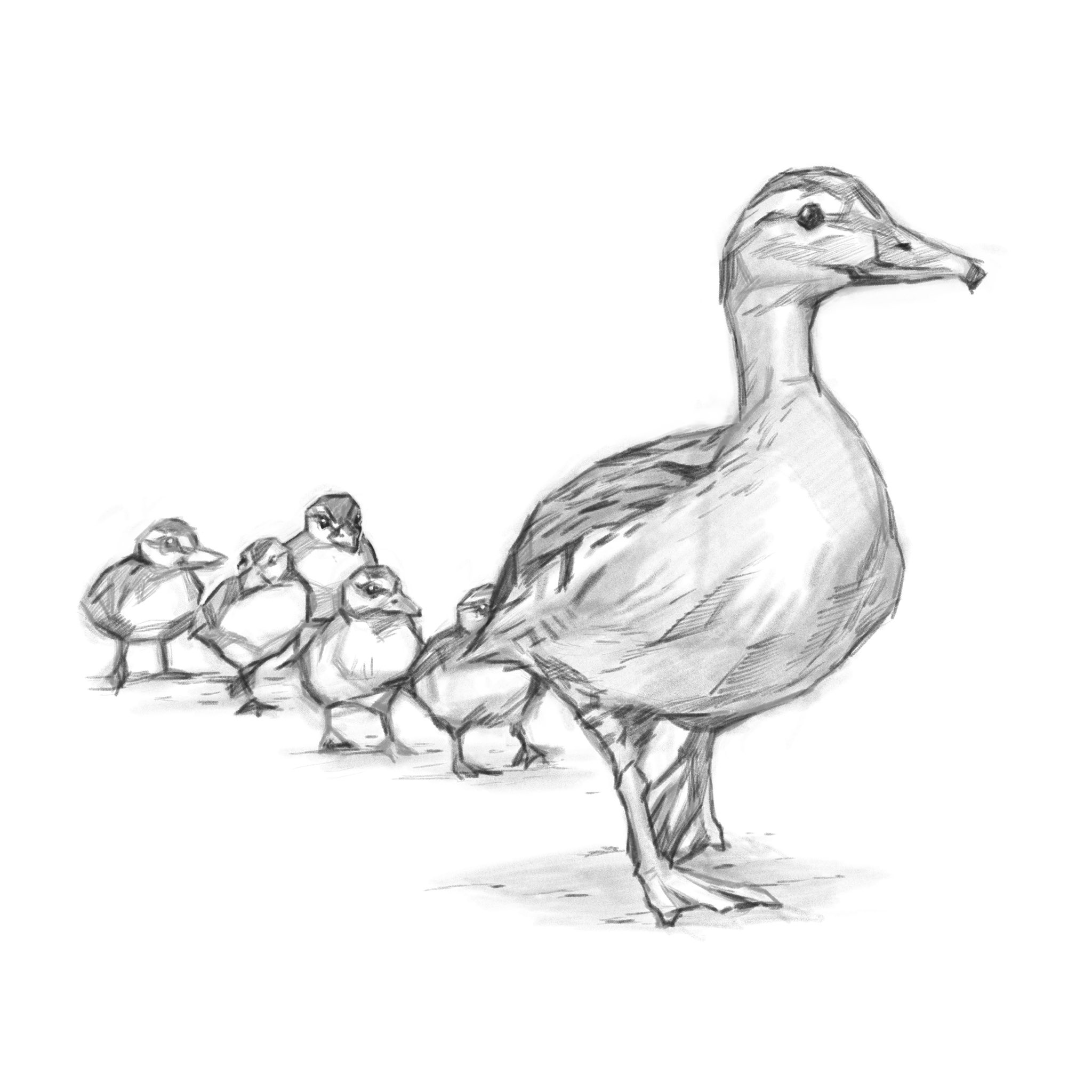 やまもと ゆうじ 本日のスケッチ 今日は気分変えてカルガモの親子にしました Procreate イラスト 鉛筆画 デッサン ペット似顔絵 Ipadでお絵描き T Co Xygc1inbyz Twitter