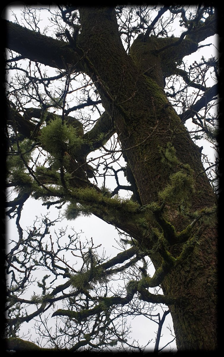 TheCemetress's tweet photo. Good morning #thicktrunktuesday
Hope everyone has a great day!
#TreePlantingInProgress
ππ²βπ½π€
#FromMyWalk
#CountrysideWalk
#Treemmunity
#TreeHeroes
#IHuggedATreeAtMidnight
#beautifulThingsCanHappen https://t.co/8awlTHijTC