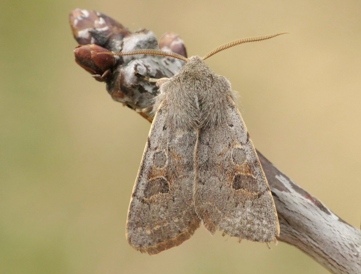 Zondag langs de Regge wilde deze zeldzame Populierenvoorjaarsuil (Orthosia populeti) wel even poseren. #Populieren #nachtvlinder #moths #insect #nature #Regge #macro <a href="/Nachtvlinders/">Nachtvlinders</a> <a href="/IVNNederland/">IVN Natuureducatie</a> <a href="/ivnrijssenenter/">IVN Rijssen-Enter</a> <a href="/volgdenatuur/">volg de natuur</a> <a href="/waarneming/">Waarneming.nl</a>