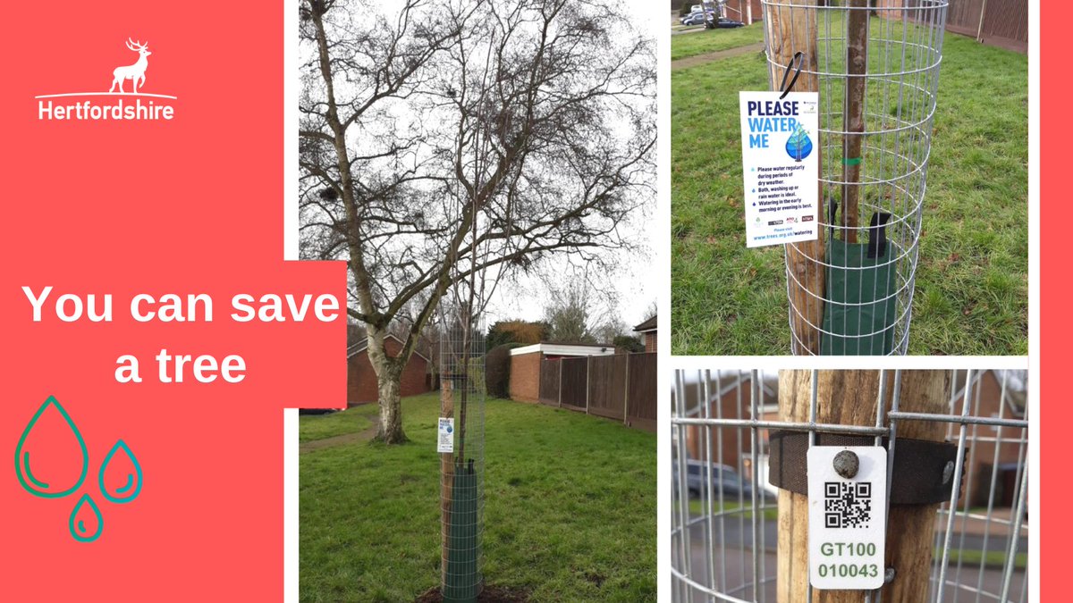 Herts_Highways's tweet photo. We plant around 350 trees across the county each year. Please look out for our newly planted trees with watering tags, help us keep them healthy by watering with recycled water. Make a tree to smile! #CareForTrees https://t.co/rbsNyofAec