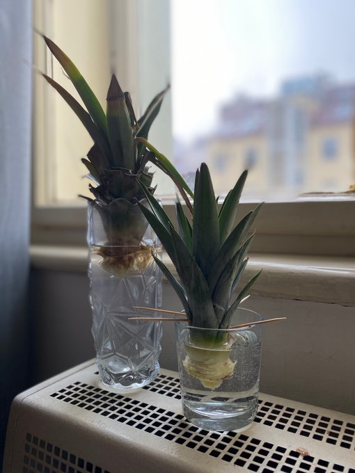 She got a baby brother now! Day 9 and day 2 of my #regrow the #pineapple project 🍍✨ https://t.co/9GV<a href="/tag/pineapple"class="tags"><span>#pineapple</span></a><a href="/tag/regrow"class="tags"><span>#regrow</span></a>