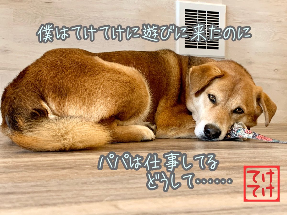 ウェルネスドッグパーク てけてけ ウェルネスドッグパークてけてけ 倉敷ドッグラン 倉敷ドッグカフェ 池田さん家のジャックくん かわいい ジャック 僕だけランで遊ぶ スタッフ 保護者同伴でお願いします