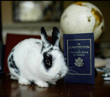 realMarlonBundo's tweet photo. Statement from the Office of the Former BOTUS 

Major Biden is not at fault. He's a good dog. 

Someone put him under stress and the dog did what dogs do - growl and bite to stop the threat. 

🐰 https://t.co/nPz4NQGOa7