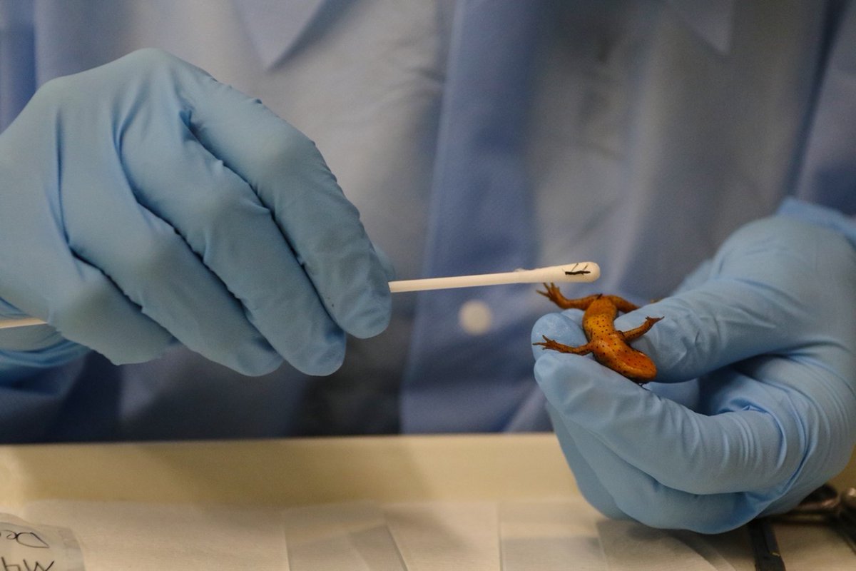 FunEcology's tweet image. ⭐New on the blog from Martin Wilber ⭐

🐸How do North American salamanders resist or tolerate an emerging fungal pathogen and why is it important?

📖Read the blog here!
ow.ly/DhpF50DKV60

#fungalpathogen #chytrid