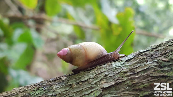 ZSLScience's tweet photo. Our final speaker TONIGHT is Paul Pearce-Kelly, Senior Curator of #Invertebrates & #Fish here @zsllondonzoo/@ZSLWhipsnadeZoo, who will discuss the challenges & successes of returning #Partula snails to the wild in French Polynesia.
Abstracts & Bios online:
https://t.co/RtrgYAZ2u0 https://t.co/KdWt2iEqoq