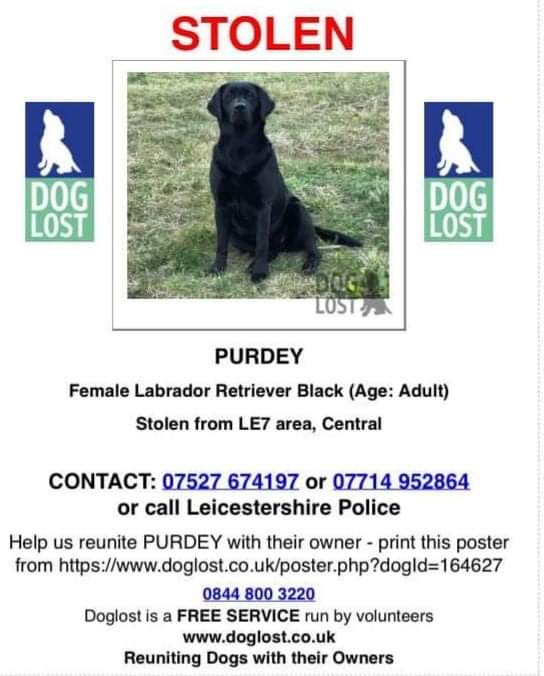AlanDaffern's tweet photo. #FindPurdey
#CancerSupportDog
#female black #Labrador
#Stolen: 19/02/21
Area: #Billesdon #Leicestershire #LE7
To whoever has taken Purdey, you have broken the hearts of her family who have already been through so much. Please do the right thing and drop her off at a vets https://t.co/KeAN2Lr9vD