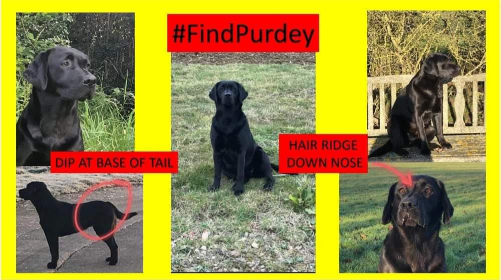 AlanDaffern's tweet photo. #FindPurdey
#CancerSupportDog
#female black #Labrador
#Stolen: 19/02/21
Area: #Billesdon #Leicestershire #LE7
To whoever has taken Purdey, you have broken the hearts of her family who have already been through so much. Please do the right thing and drop her off at a vets https://t.co/KeAN2Lr9vD