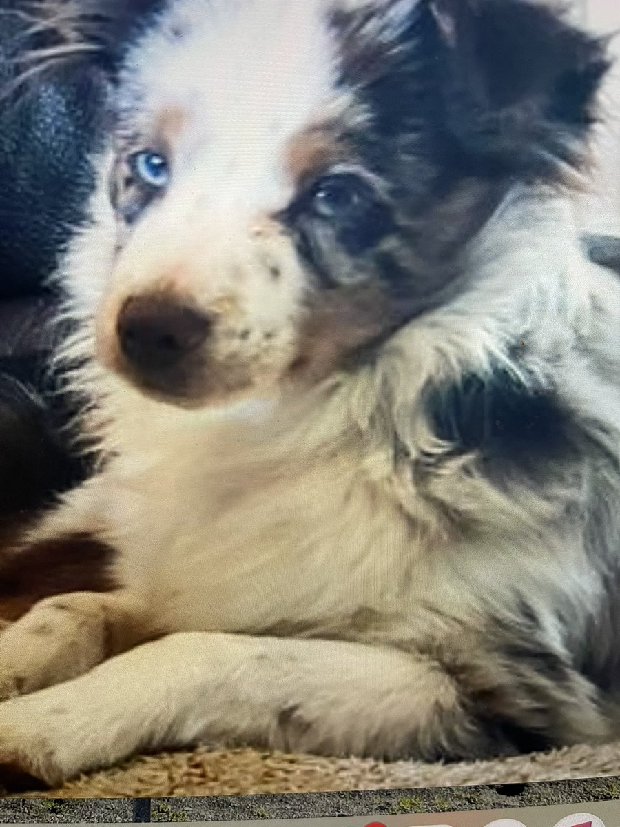 anneheffron's tweet photo. I just want to tell you that I am getting a dog and I feel like my heart is going to explode. #aussie #love #happy #miniatureaussie https://t.co/oZkXn70Tei