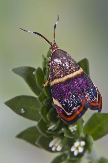 Daily Moths (@moths_daily) on Twitter photo 