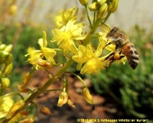 The new format newsletter has just been piblished! 

IndigeNews - Witkoppen Wildflower Nursery's Newsletter - mailchi.mp/webmail/20i5e3…