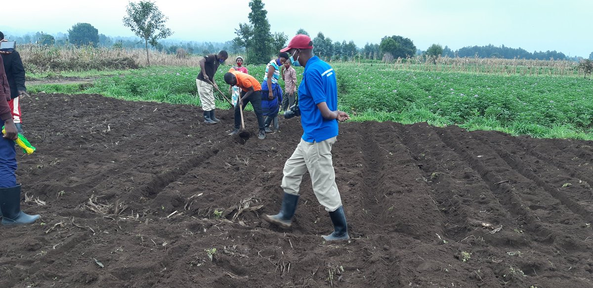 PotatoFpa's tweet photo. Today,1 group of Korubeho cooperative under #PotatoAcademy in Musanze, was assisted in land preparation and proper planting season B,2021 #warepotatoes #KirundovarietyC2 @AgriterraRwanda @ImbaragaO @spf_ikigega @MusanzeDistrict @Agriterra @Agripool_advice @CipotatoRW https://t.co/orGRxX66ij