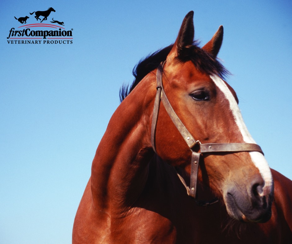 FirstCompanion's tweet photo. Keep your horses hydrated with Equi-Dex®! Our popular formula provides additional electrolyte salts and trace minerals that may be lost through dehydration.👏 Available 3 delicious flavors horses love: apple, cherry and orange. Learn more at https://t.co/QNnnJar9bq. #horse https://t.co/nToIl8sP5Y