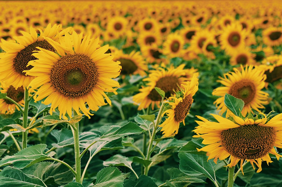 SSanthiti's tweet photo. อุบลมีทุ่งทานตะวันนะ 🌻
มองไปสุดลูกหูลูกตาเล๊ยยยยย

ไปถ่ายรูป ไปเยี่ยมชม 
ไปซื้อของจากชาวบ้านเขาได้ 🥰

ไม่มีค่าเข้าชม แต่ก็ต้องช่วยกันดูแลนะฮะ
ไม่เด็ด ไม่ลุย ไม่เหยียบทุ่งเขากัน

🚀 : เลยบิ๊กซีวารินไปนิดหน่อย จะมีให้เลี้ยวซ้าย แล้วตามป้ายไปกันโลดดดดด
#รีวิวอุบล #รีวิวอีสาน https://t.co/K03fSaOoxI