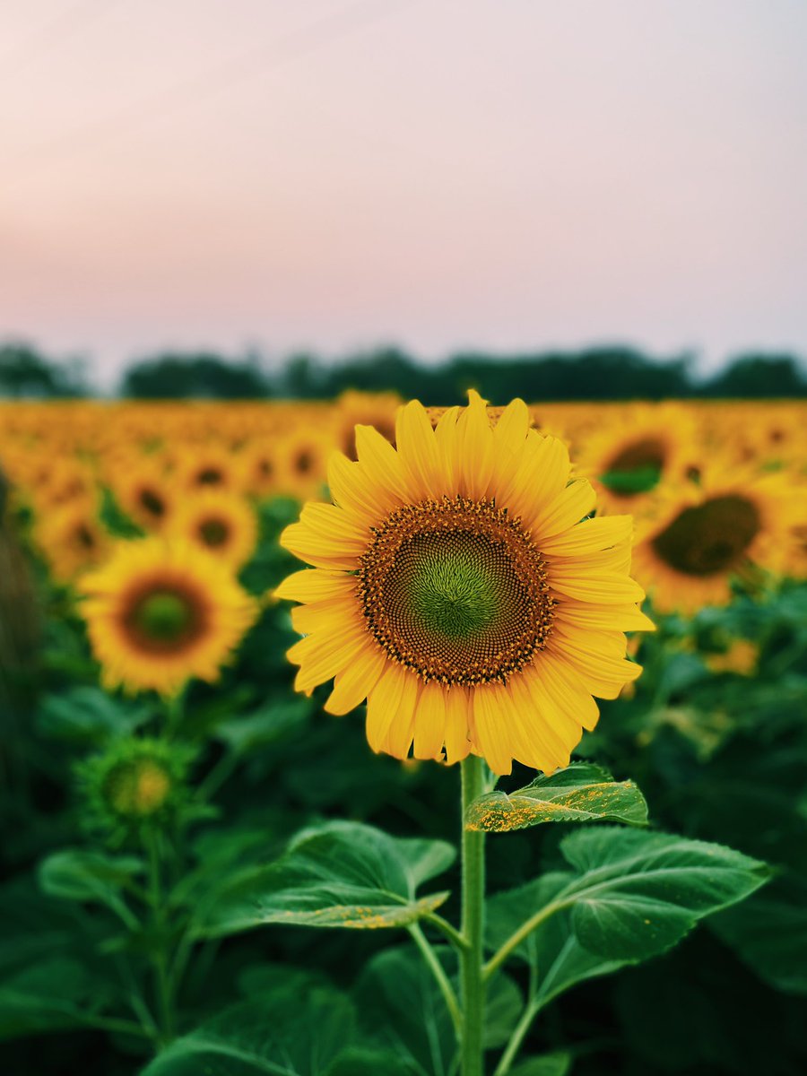 SSanthiti's tweet photo. อุบลมีทุ่งทานตะวันนะ 🌻
มองไปสุดลูกหูลูกตาเล๊ยยยยย

ไปถ่ายรูป ไปเยี่ยมชม 
ไปซื้อของจากชาวบ้านเขาได้ 🥰

ไม่มีค่าเข้าชม แต่ก็ต้องช่วยกันดูแลนะฮะ
ไม่เด็ด ไม่ลุย ไม่เหยียบทุ่งเขากัน

🚀 : เลยบิ๊กซีวารินไปนิดหน่อย จะมีให้เลี้ยวซ้าย แล้วตามป้ายไปกันโลดดดดด
#รีวิวอุบล #รีวิวอีสาน https://t.co/K03fSaOoxI