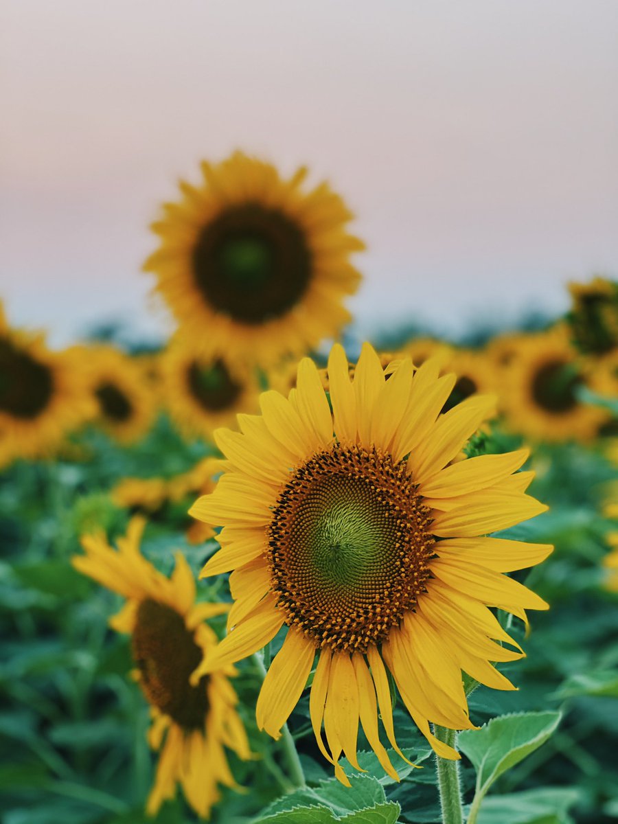 SSanthiti's tweet photo. อุบลมีทุ่งทานตะวันนะ 🌻
มองไปสุดลูกหูลูกตาเล๊ยยยยย

ไปถ่ายรูป ไปเยี่ยมชม 
ไปซื้อของจากชาวบ้านเขาได้ 🥰

ไม่มีค่าเข้าชม แต่ก็ต้องช่วยกันดูแลนะฮะ
ไม่เด็ด ไม่ลุย ไม่เหยียบทุ่งเขากัน

🚀 : เลยบิ๊กซีวารินไปนิดหน่อย จะมีให้เลี้ยวซ้าย แล้วตามป้ายไปกันโลดดดดด
#รีวิวอุบล #รีวิวอีสาน https://t.co/K03fSaOoxI
