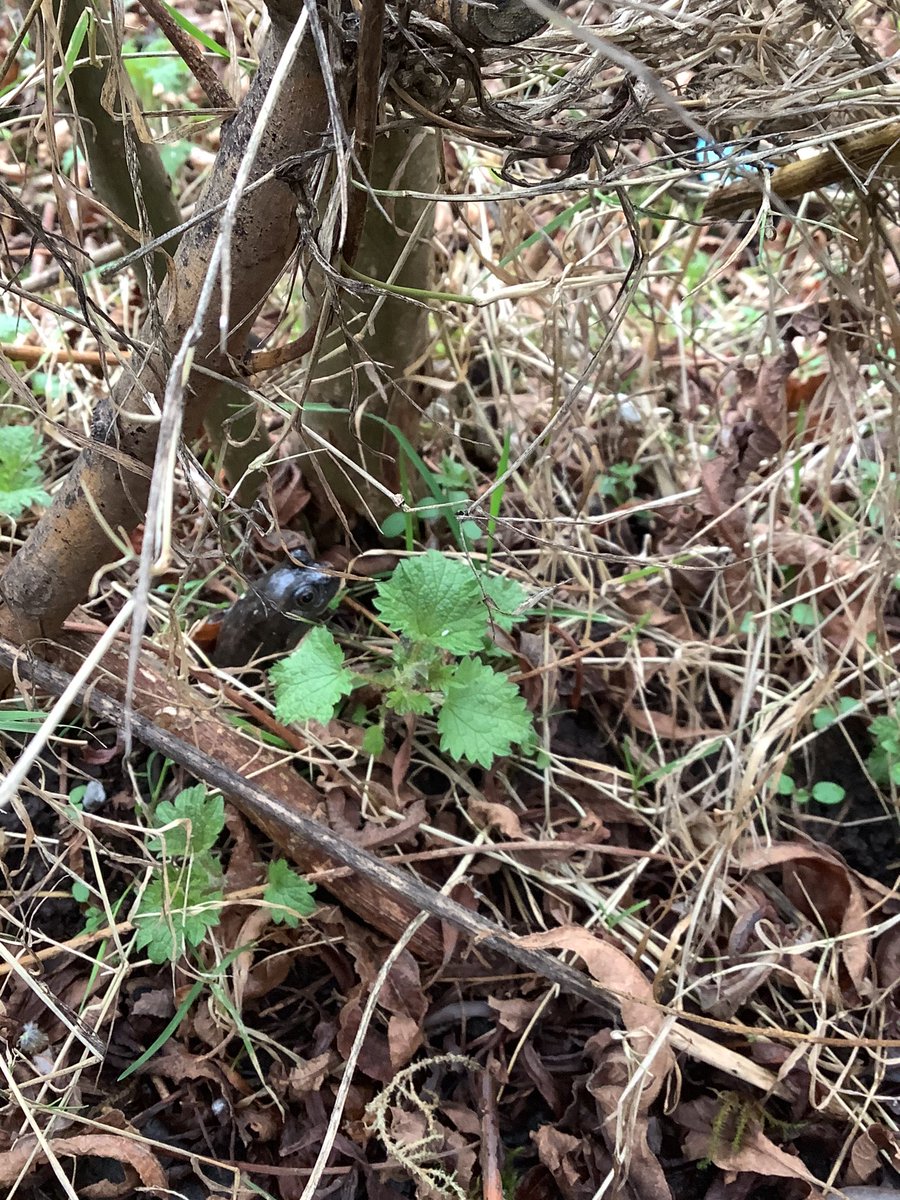 MrsSayersLSA tweet media