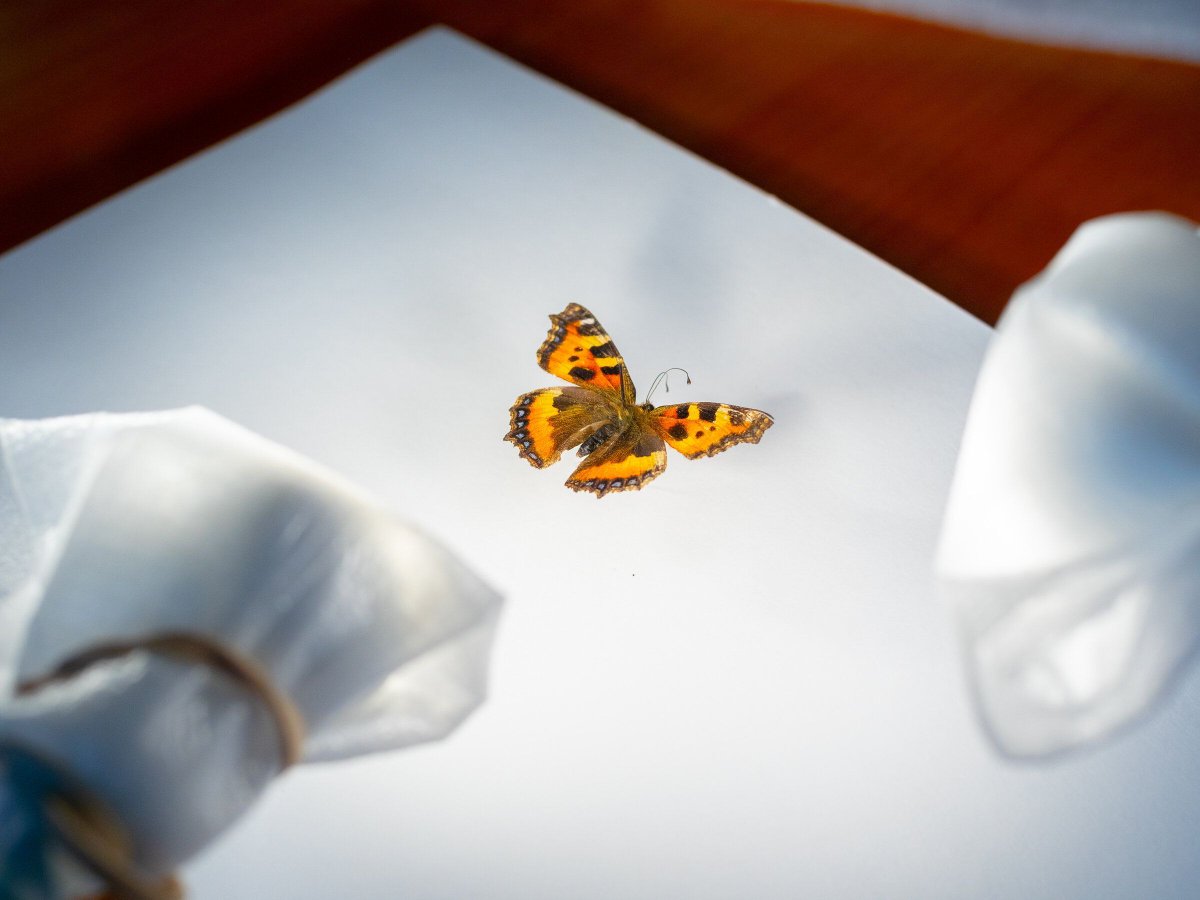 furtherfield's tweet photo. IPERCUBO presents an Online Exclusive and Viewing Room dedicated to Axel Straschnoy’s The Permian Projects, a reflection on the natural history collection at the Perm Regional Museum in Russia and the ongoing extinction process 👉 9-23 March: https://t.co/9Ti0NKMymz #FurtherList https://t.co/jmQSM83I6Q