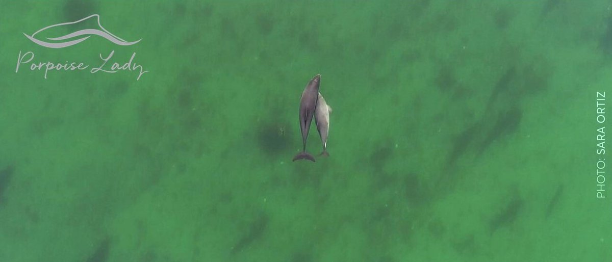 Mel Cosentino, PhD tweet media