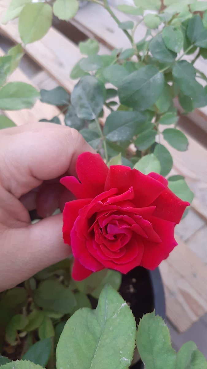 aysha_school's tweet photo. شكر وتقدير لمشاركه معلمه اللغه العربيه الفاضله توجان بنشاط الأمن الغذائي من المنزل وتشجيع طالبات فريق الأمن الغذائي بالمدرسه #QBGfoodsecurity https://t.co/BsRAKhgyQ6