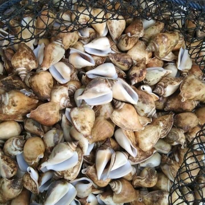 FadelSeafood's tweet photo. Ready lobster air tawar,  kapis,  gonggong,  kerang bulu
082172790496 https://t.co/dWeHBCOHrG