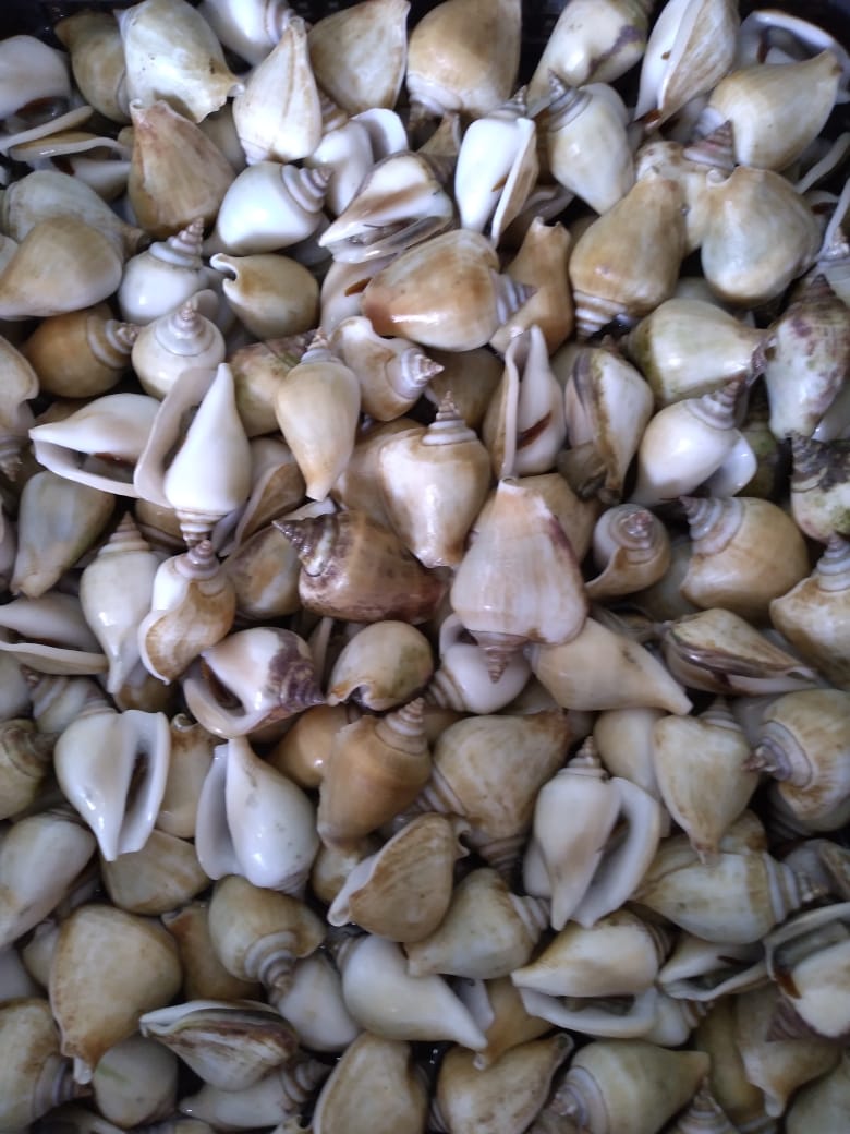 FadelSeafood's tweet photo. Ready lobster air tawar,  kapis,  gonggong,  kerang bulu
082172790496 https://t.co/dWeHBCOHrG