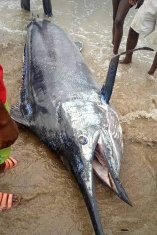 24Weekly's tweet image. A Nigerian man captured a Blue Marlin Fish worth $2.6 million. Him and his village people ate it.

#BlueMarlinFish