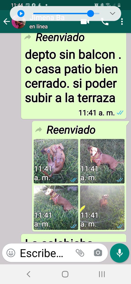 cloclo_paloma's tweet photo. RTRTRT xfavooooor 
Salchicha rescatada de una vida de parir

2 años
Gaby. 1138207314

@AgustiniZunilda @dalyruizh @acarola0 @cintialeguiza81 @acarola0 @NancyMokry @AgustiniZunilda @lizytagliani @soyleomontero @mebolcomba @alegre_biel1971 @BadenCash @Celeste_Box https://t.co/7M4z8lXDfI
