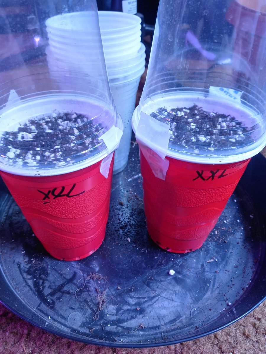 Xxl cheese solo cup challenge