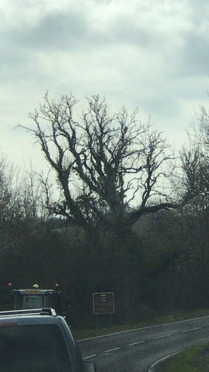 EthanTyrer's tweet photo. @iamcardib this tree would look good with you hanging off it, if you get paid for having your type of music played, then I should get paid for eating my own poo https://t.co/Xcd2PAMLw9