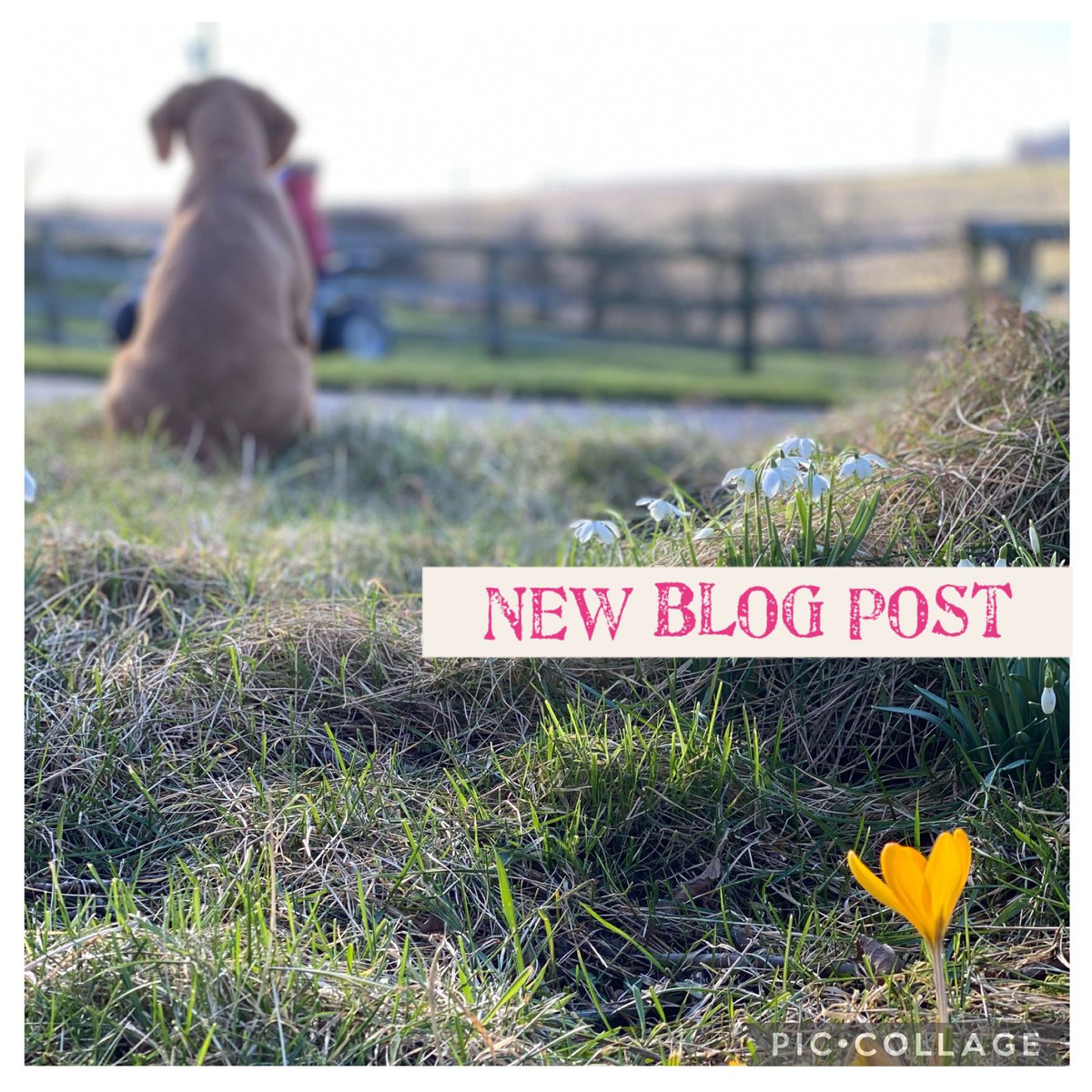 HTFarmAdventure's tweet image. New Blog Post 😊

farmadventure.co.uk/new-times-new-… 
#farmadventure #farmdog #farmlife #farmdog #puppy #connie #blog #training #yorkshire