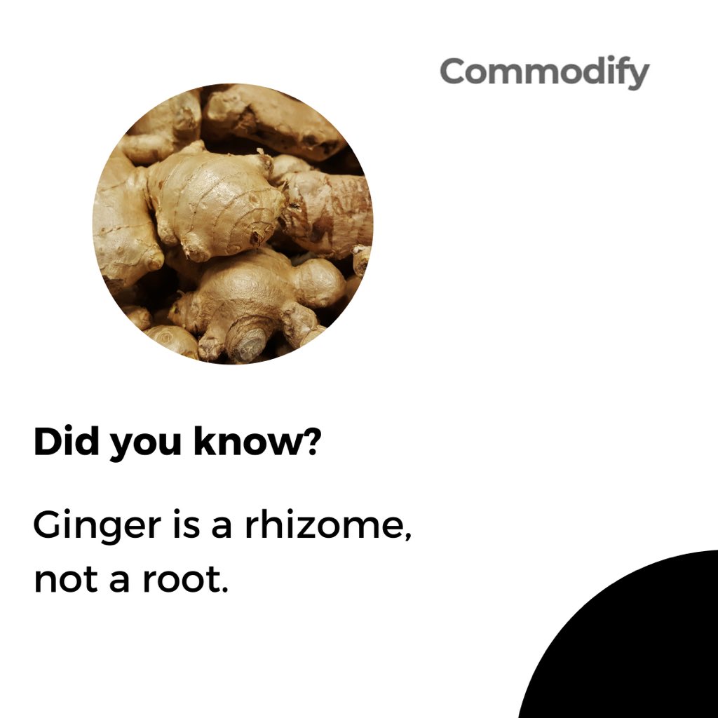 commodifyafrica's tweet photo. Did you guys know this fact about ginger before?
Many people think ginger is a root crop. Ginger is a rhizome, not a root.
Did you learn something new?
Share with us below.
#Commodify #Africa #CommodifyAfrica #Farming https://t.co/lgrAuISkBt