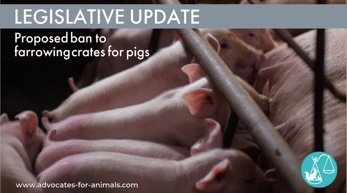 Animallawyersuk's tweet photo. Tomorrow The Pig Husbandry Bill will be presented to Parliament. It aims to ban restrictive farrowing crates that prevent pigs from turning around while giving birth until weaning. Unlike similar sow crates, they are yet to be banned in the UK.
#farrowingcrates #pigs https://t.co/7XmSb1SKGA