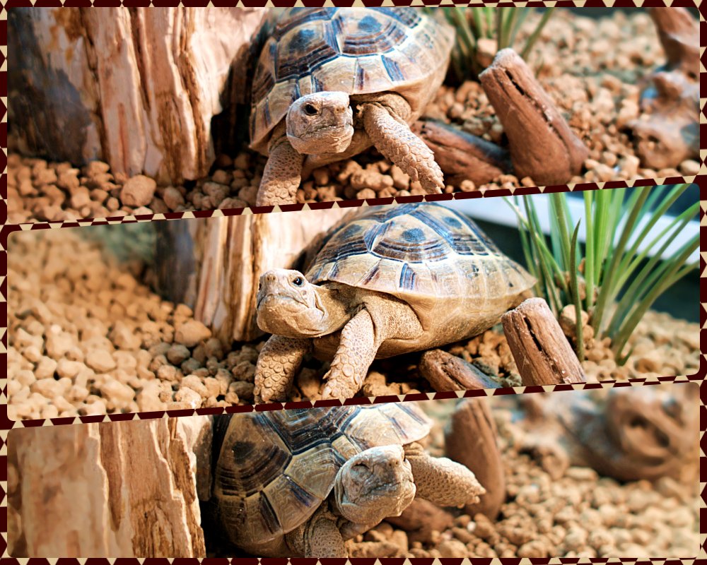 Seth リクガメ レイアウト3月号 床材入れ替えのついでにレイアウト変更 床材は赤玉土小粒に貝化石粉末を混ぜたもの 中央の葉っぱはエアープランツ コーナンで7百円で売ってた このサイズにしては安い レイアウト