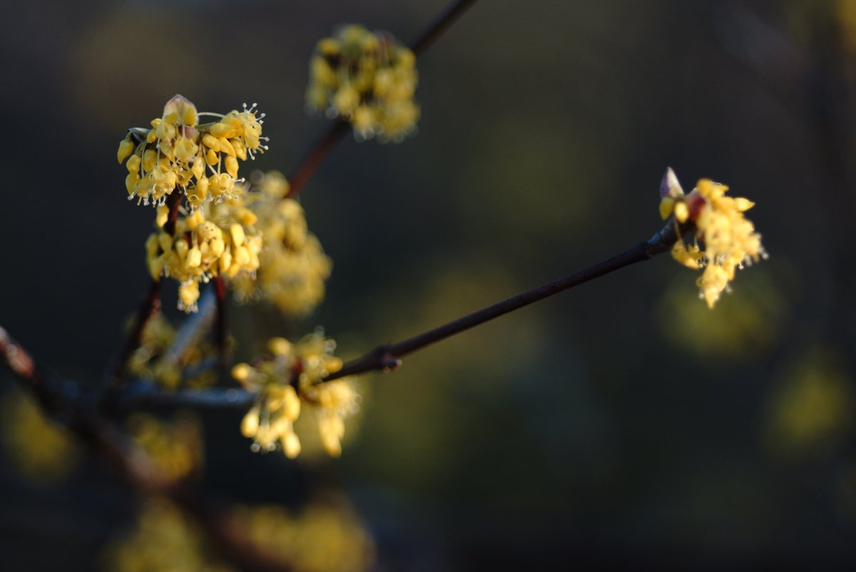 サンシュユ Twitter Search